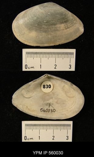 Tellina alternata