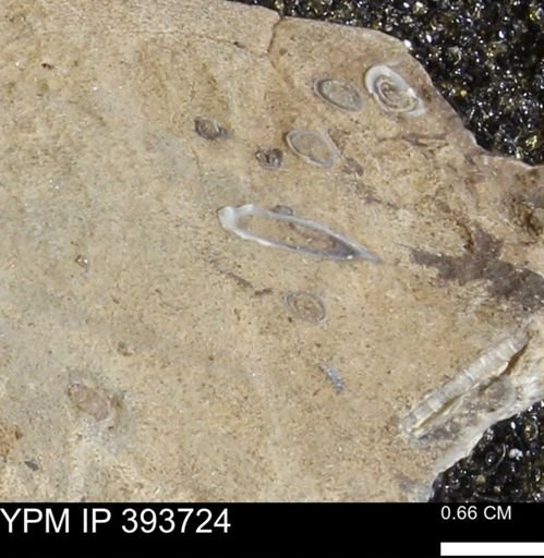undet. Serpulidae