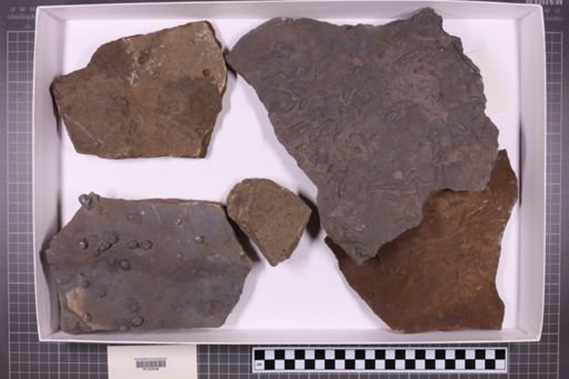 mixed taxa, stratigraphic collection