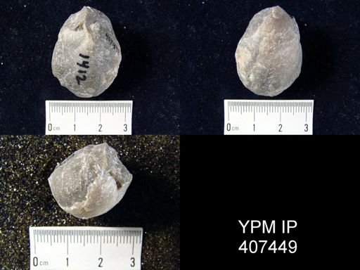 Virgiana barrandei