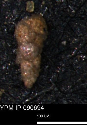 Verneuilinoides kansasensis