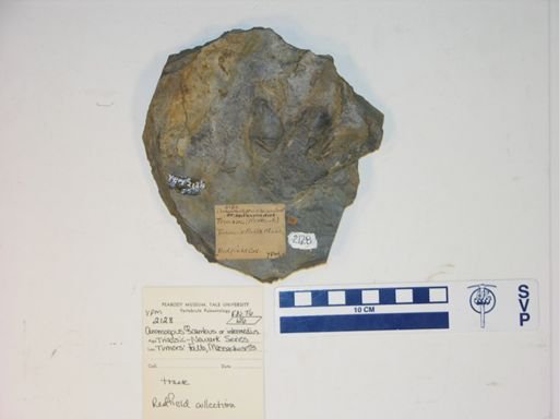 Anomoepus intermedius