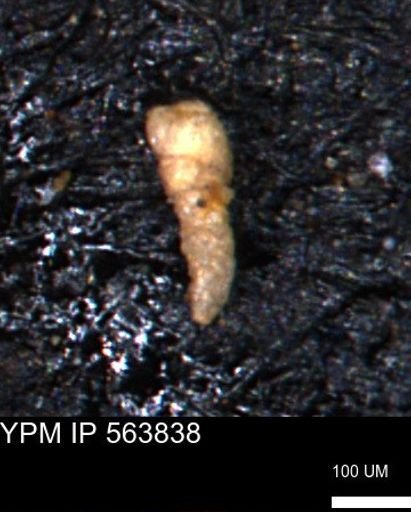 Verneuilinoides kansasensis