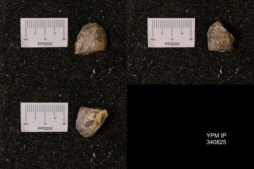 Scaphites sp.