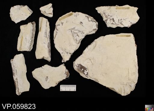 undet. Actinopterygii