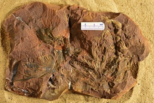Aphlebia