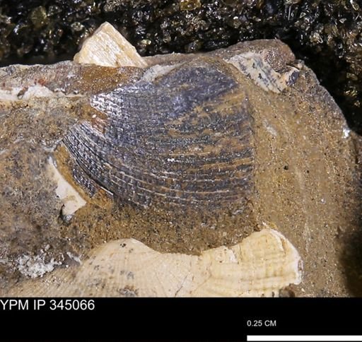 Limopsis striatopunctatus