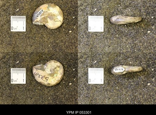 Discoscaphites conradi