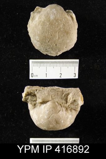 Productus tenuicostus
