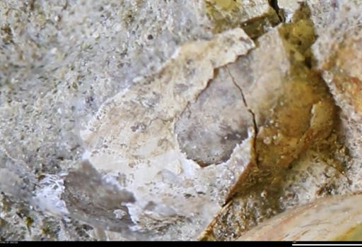 undet. Scaphitidae