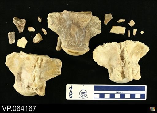 undet. Mosasauridae