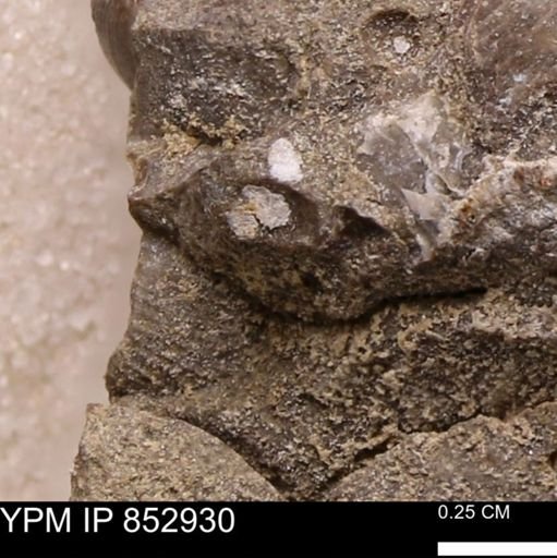 Oxytoma (Hypoxytoma) nebrascana