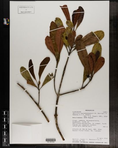 Plantae