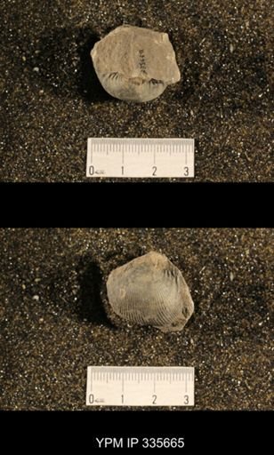 Linoproductus cora