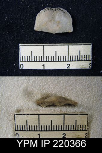 Chonetes granulifer