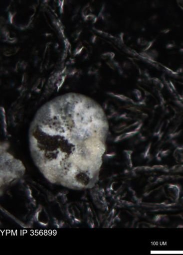 undet. Foraminiferida