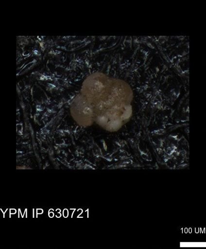 undet. Rugoglobigerinidae