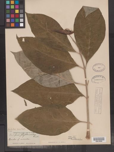 Asclepias exaltata