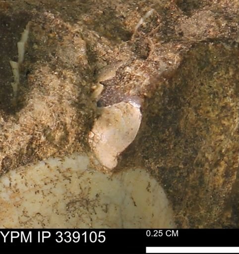 undet. Bivalvia