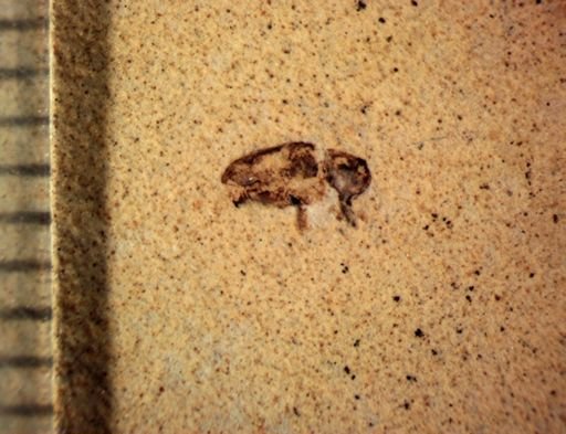 undet. Curculionidae