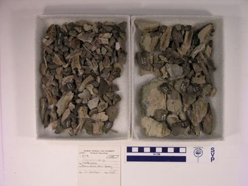 Crocodilus