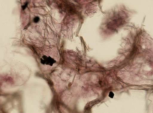 Niphates erecta