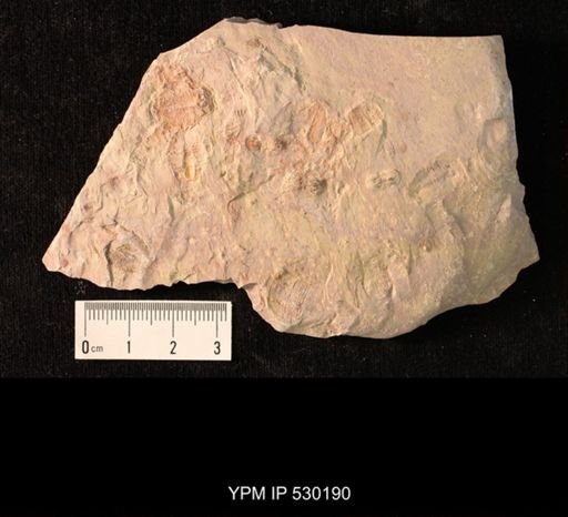 Elrathia kingi