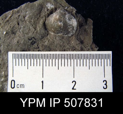 Athyris pectinifera