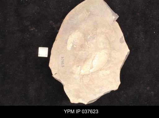 Hoploscaphites melloi