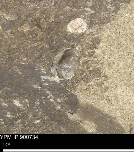 undet. Mollusca