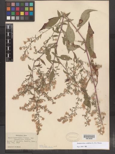 Symphyotrichum cordifolium