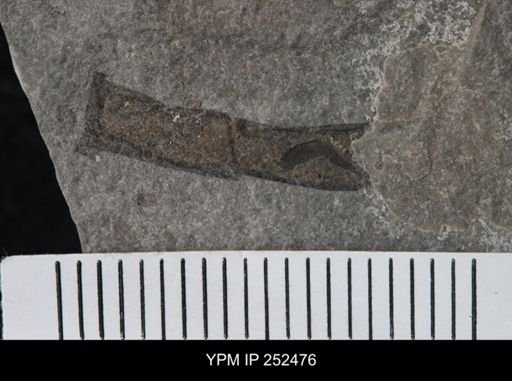 undet. Eurypterida