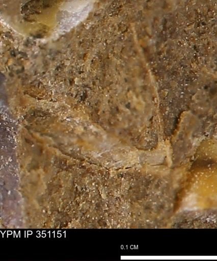 Limopsis striatopunctatus