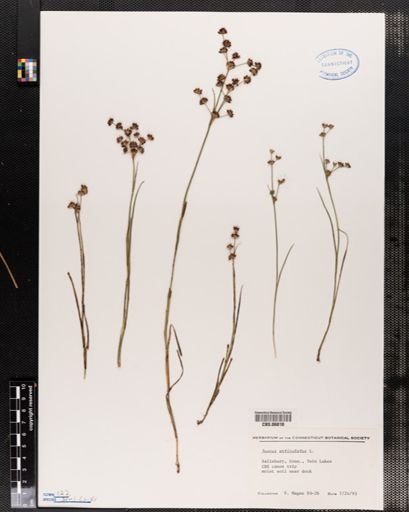 Juncus articulatus