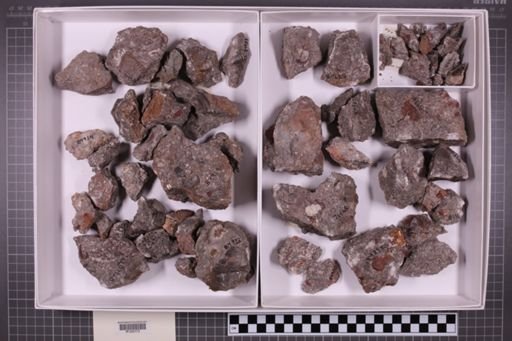 mixed taxa, stratigraphic collection