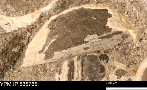 Limopsis striatopunctatus