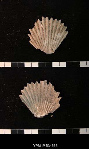 Chesapecten nefrens