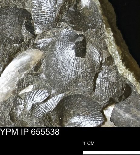 Oxytoma (Hypoxytoma) nebrascana