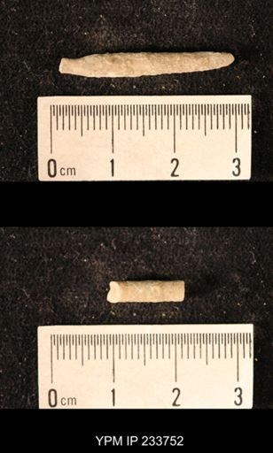 Archaeocidaris sp.