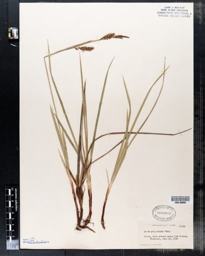 Carex polymorpha