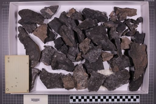 mixed taxa, stratigraphic collection