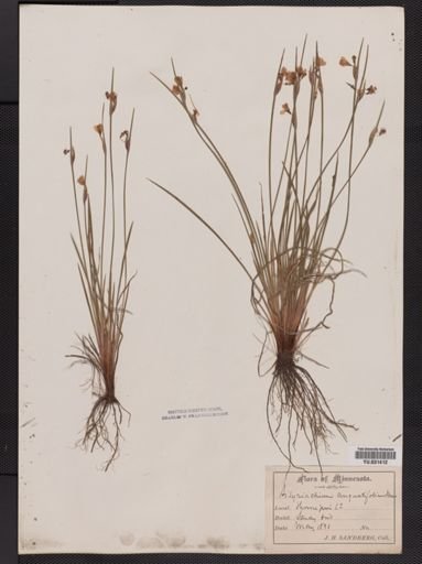 Sisyrinchium angustifolium