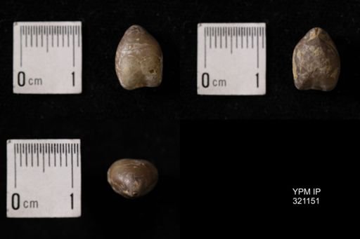 Dielasma sp.