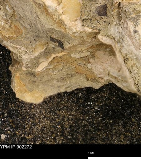 undet. Mollusca