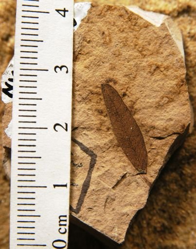 Conzattia coriacea