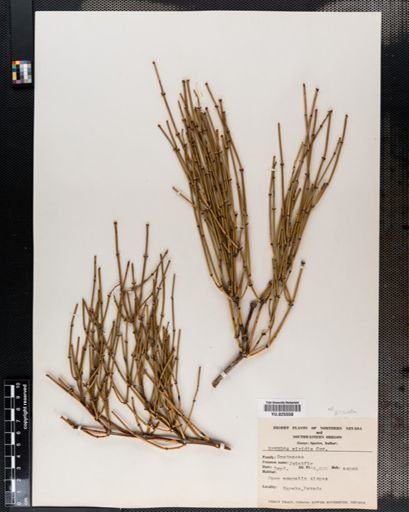 Ephedra
