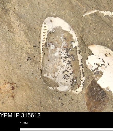 Nuculanidae