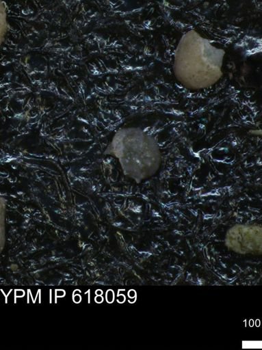 undet. Foraminiferida