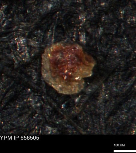 undet. Foraminiferida