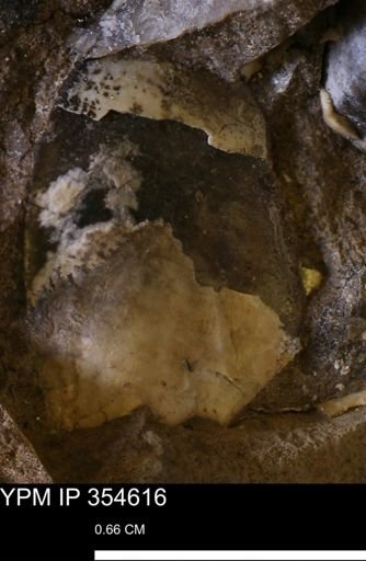 Pseudoptera subtortuosa